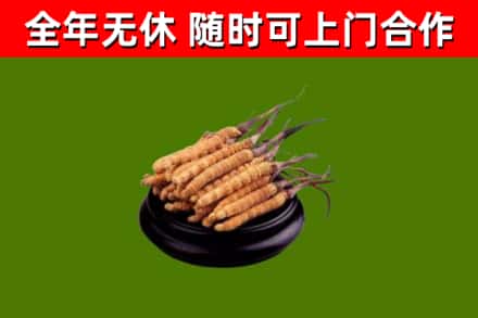 资兴回收冬虫夏草